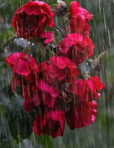 rain معدل التساقطات خلال شهري سبتمبر وأكتوبر يقدر بـ29.5 ملم