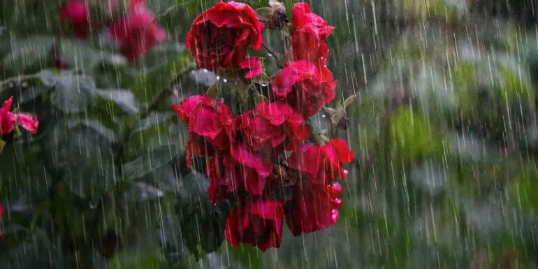 rain معدل التساقطات خلال شهري سبتمبر وأكتوبر يقدر بـ29.5 ملم