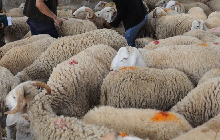 1748363147280 1 توزر: تسجيل انخفاض في أسعار الأضاحي بنقاط البيع المنظّمة تزامنا مع اقتراب عيد الأضحى