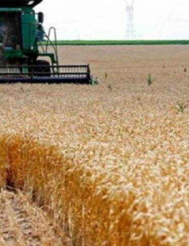 houboub بن عروس: توصيات ببعث مركز لتجميع صابة الحبوب بالجهة خلال الموسم القادم