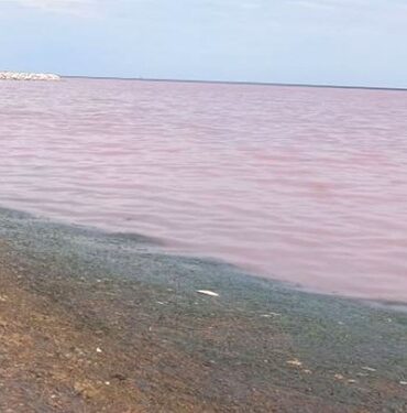marée rouge Monastir