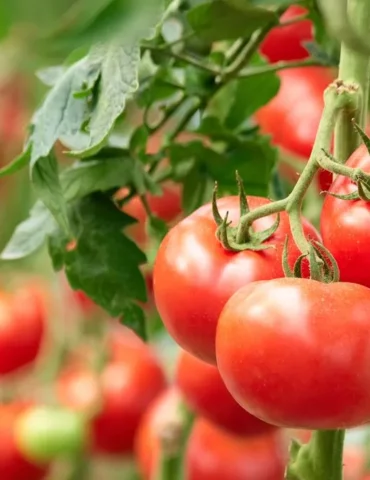 tomate نابل: فطريات تتلف الطماطم و تُهدد المحصول بتراجع ب 40٪