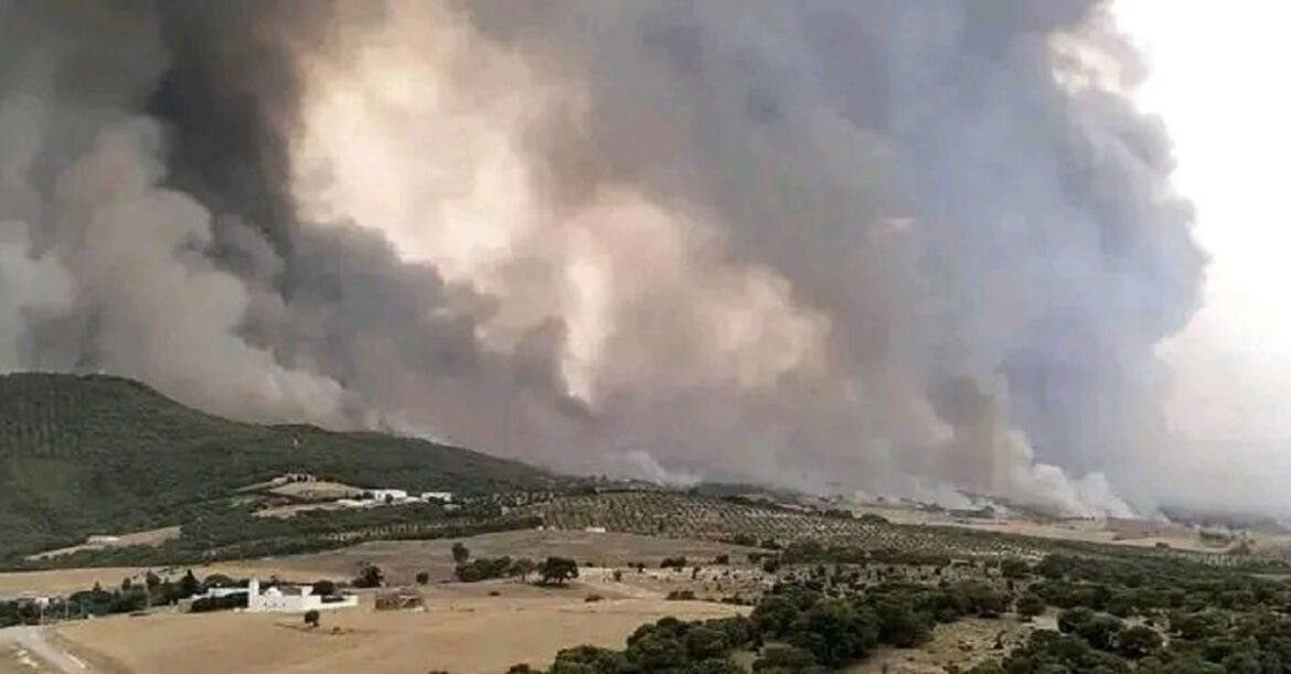 ghahhba زغوان: السيطرة بنسبة 95 % على حريق المنطقة الغابية تليل الصالحي ـ الدبيديبة بالفحص