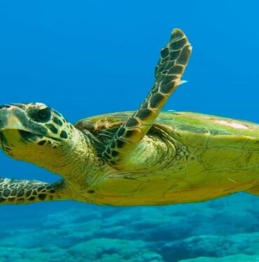 tortue marine caouanne