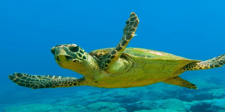 tortue marine caouanne