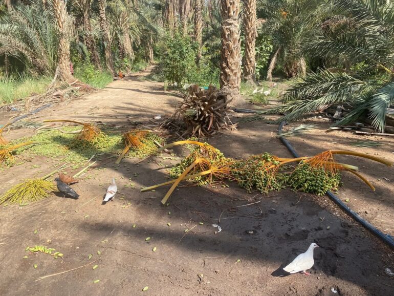 توزر توزر: تواصل التدخلات لإزالة آثار العاصفة الرملية ورفع الأشجار المتساقطة بفعل الرياح
