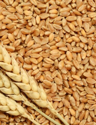 houboub 1 توقع ان يبلغ الانتاج العالمي للحبوب خلال الموسم الفلاحي المقبل نحو 2376 مليون طن