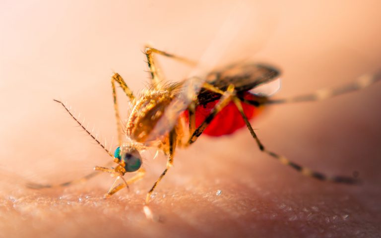 fièvre du Nil occidental