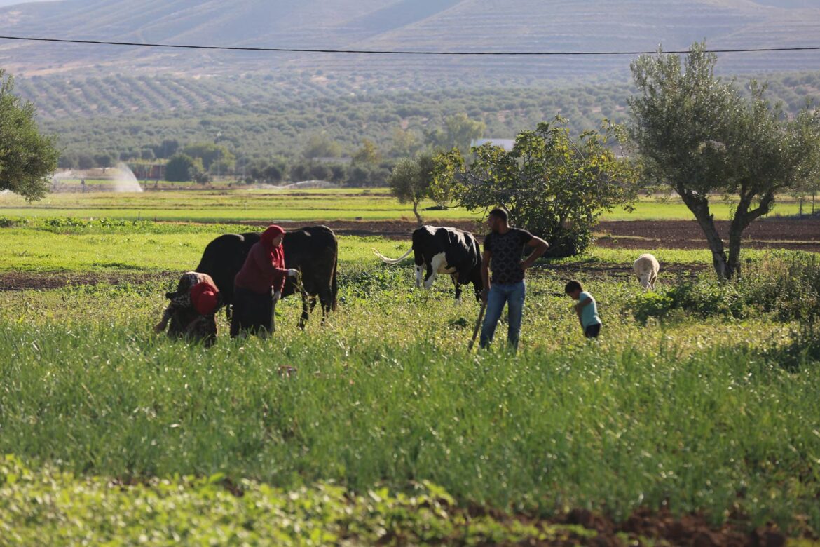 فلاحين صغار البنك التونسي للتضامن يخصص 90 مليون دينار لتمويل صغار الفلاّحين