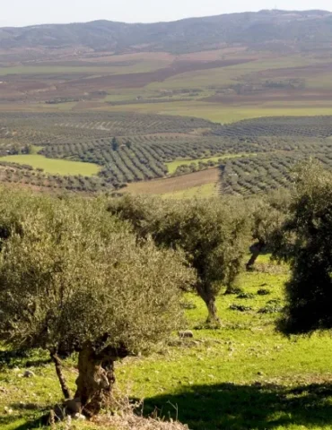 arbre وزير الفلاحة: تونس تستأثر بـ20 بالمائة من المساحات المغروسة زيتونا في العالم