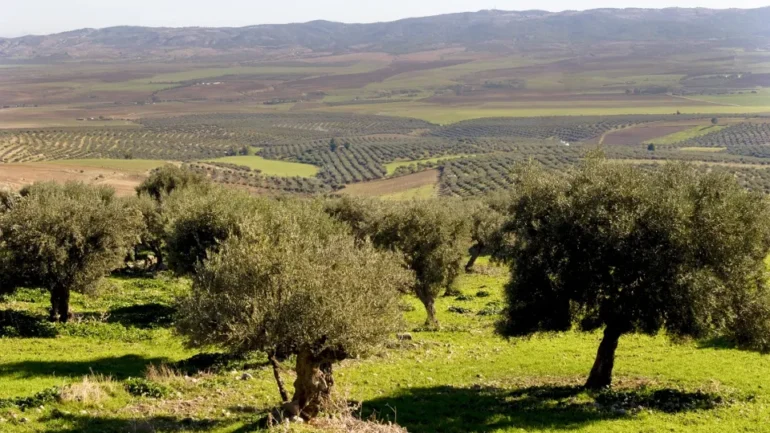arbre وزير الفلاحة: تونس تستأثر بـ20 بالمائة من المساحات المغروسة زيتونا في العالم