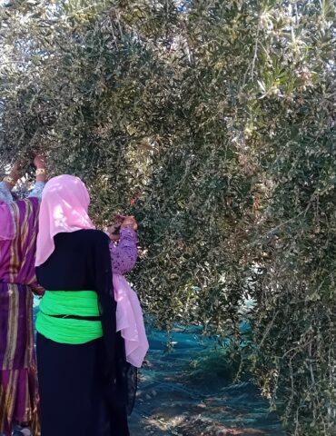 جني الزيتون وزير التجارة: يجب التسريع في نسق جني الزيتون