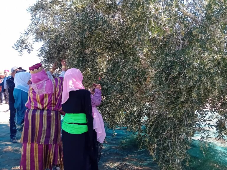 جني الزيتون الميداني الضاوي: حملة "طيح الصرافة" جريمة في حق أشجار الزيتون