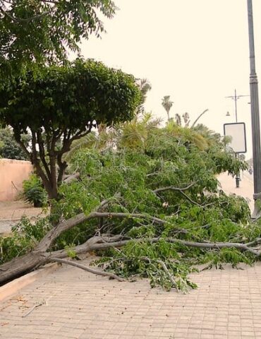 marrakech vent2 باجة: الحماية المدنية تتدخّل لإزاحة الأشجار المتساقطة بسبب الرياح القوية