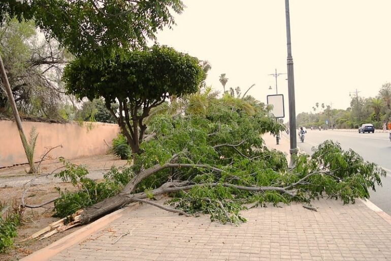 marrakech vent2 باجة: الحماية المدنية تتدخّل لإزاحة الأشجار المتساقطة بسبب الرياح القوية