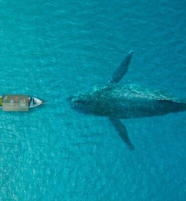 baleine bleue