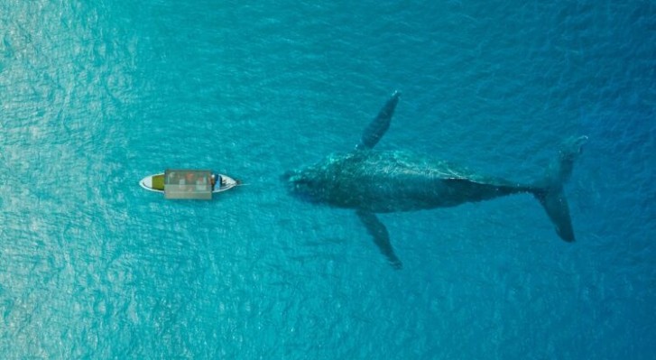 baleine bleue