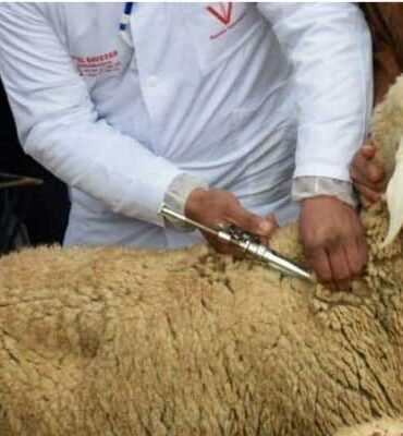 vaccin mouton الادارة العامة للمصالح البيطرية تشدد على اليقظة الصحية وتكثيف التلقيح لحماية القطيع الوطني