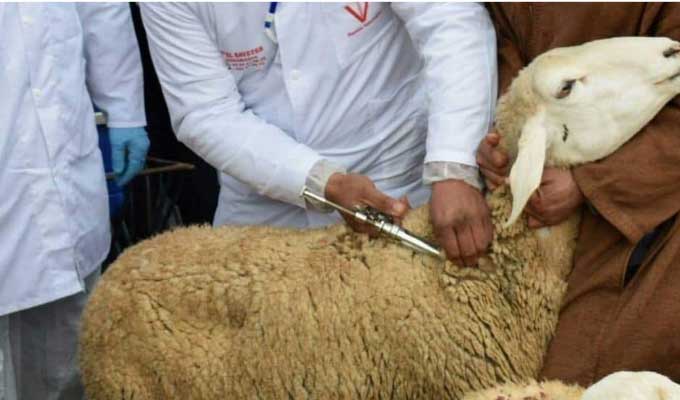 vaccin mouton الادارة العامة للمصالح البيطرية تشدد على اليقظة الصحية وتكثيف التلقيح لحماية القطيع الوطني