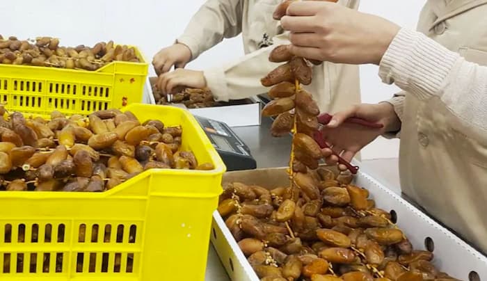 dattes tunisiennes 1 صادرات التمور التونسية تبلغ 108 آلاف طن بقيمة 705 ملايين دينار حتى 10 أفريل 2026
