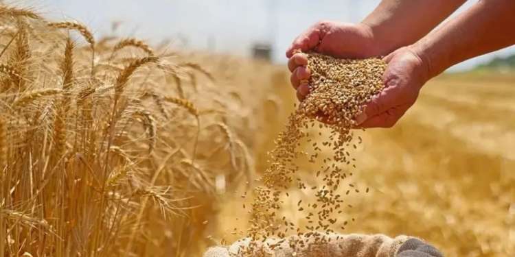 6627456a00a1af0843fb8f318897bde3 تونس تتوقع إنتاجا من الحبوب في حدود 20 مليون قنطار