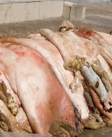 aid 180818 v وجدي ذويب: حملة تجميع و تثمين جلود الأضاحي تعود هذه السنة من جديد في صفاقس و منوبة