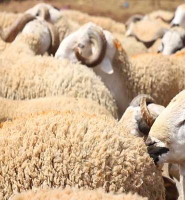 mouton 1 عيد الأضحى فلكيا يوم الأربعاء 27 ماي الجاري