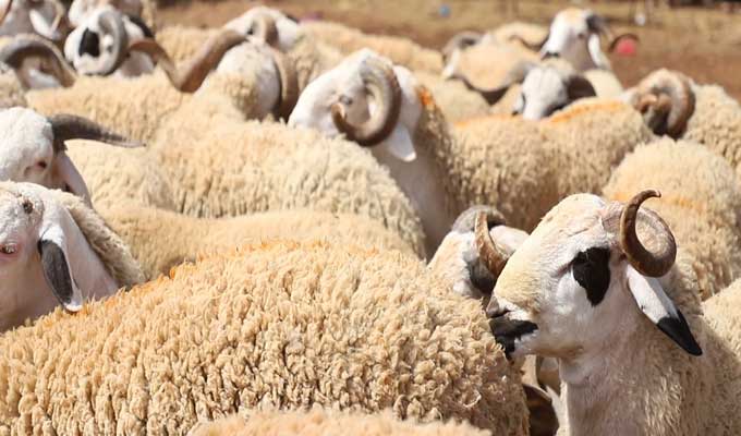 mouton 1 عيد الأضحى فلكيا يوم الأربعاء 27 ماي الجاري