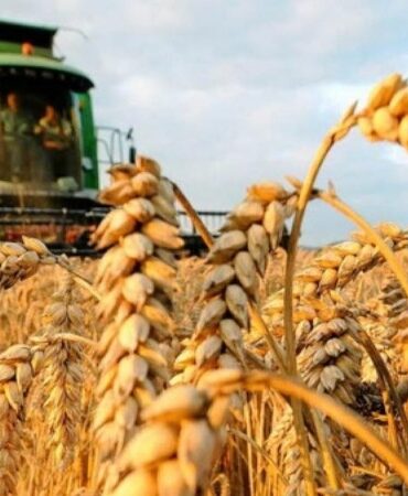 حبوب وزير الفلاحة: سوء تعديل آلات الحصاد قد يتسبب في ضياع أكثر من 15 بالمائة من المحصول