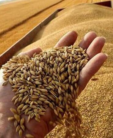 1000037111 2 8 وزارة الفلاحة تحدد أسعار قبول الحبوب لصابة 2026