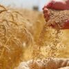مع إنطلاق موسم الحصاد ديوان الحبوب يدعو الفلاحين إلى إحترام شروط الجودة وإجراءات الوقاية من الحرائق