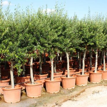 Plant nursery D ar21122021 1024x640 1 وزارة الفلاحة تحذر التونسيين العائدين من الخارج من جلب النباتات و المشاتل