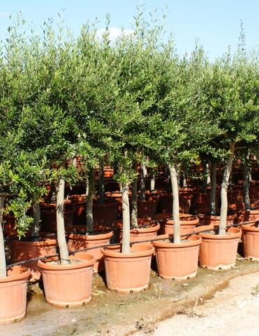 Plant nursery D ar21122021 1024x640 1 وزارة الفلاحة تحذر التونسيين العائدين من الخارج من جلب النباتات و المشاتل
