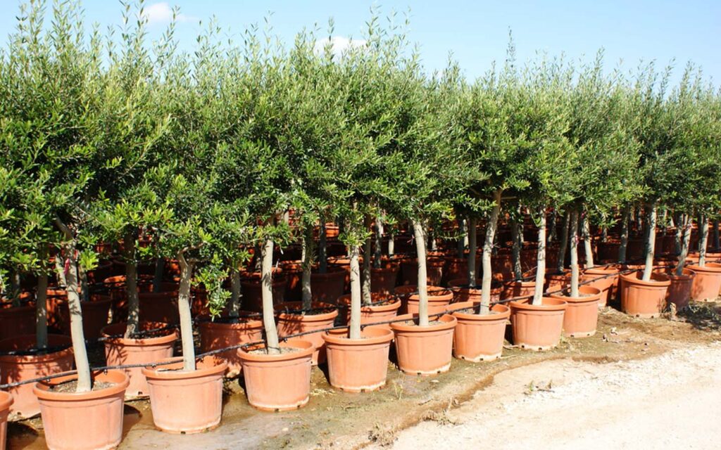 Plant nursery D ar21122021 1024x640 1 وزارة الفلاحة تحذر التونسيين العائدين من الخارج من جلب النباتات و المشاتل