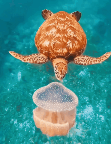 sea turtle feasting on a jellyfish v0 wettiw7y3f5f1 ألفة الشايب: نقص أعداد السلاحف البحرية يساهم في ارتفاع أعداد "الحرّيقة" في السواحل التونسية