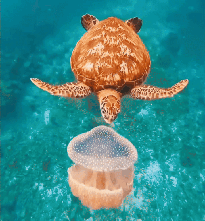 sea turtle feasting on a jellyfish v0 wettiw7y3f5f1 ألفة الشايب: نقص أعداد السلاحف البحرية يساهم في ارتفاع أعداد "الحرّيقة" في السواحل التونسية