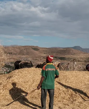 اثيوبيا قمح بعد سنوات المجاعة.. إثيوبيا السابع عالميا في إنتاج القمح