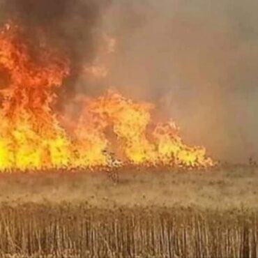 حريق السيطرة على حريق أتى على مساحة من القمح الصلب بولاية جندوبة