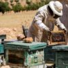 الجامعة الوطنية لمربي النحل تدعو إلى تشديد الرقابة على العسل المورد وحماية الإنتاج المحلي
