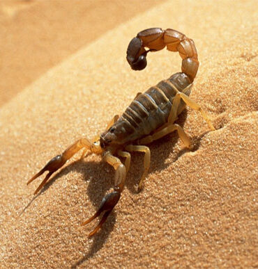 scorpion 110616 1 وزارة الصحة تصدر جملة من التوصيات للوقاية من الإصابة بلدغات العقارب والثعابين مع بداية موسم الصيف