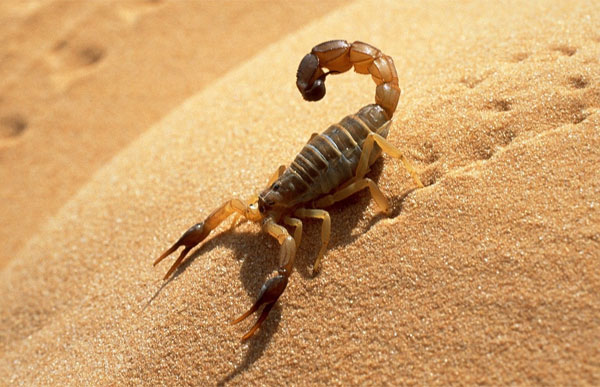 scorpion 110616 1 وزارة الصحة تصدر جملة من التوصيات للوقاية من الإصابة بلدغات العقارب والثعابين مع بداية موسم الصيف