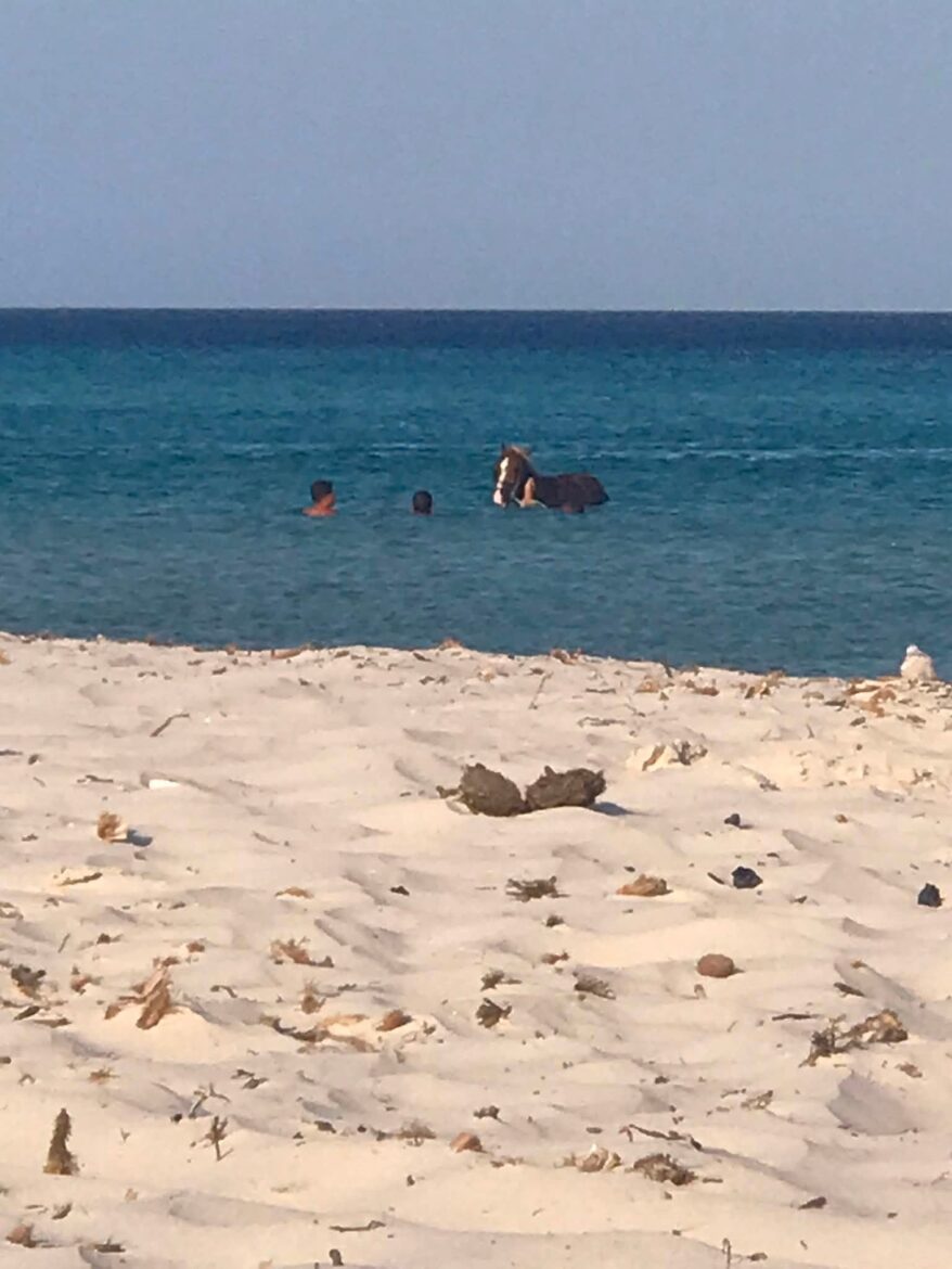 منزل تميم جمعية البيئة بمنزل تميم تدعو إلى حماية الشاطئ من التجاوزات البيئية